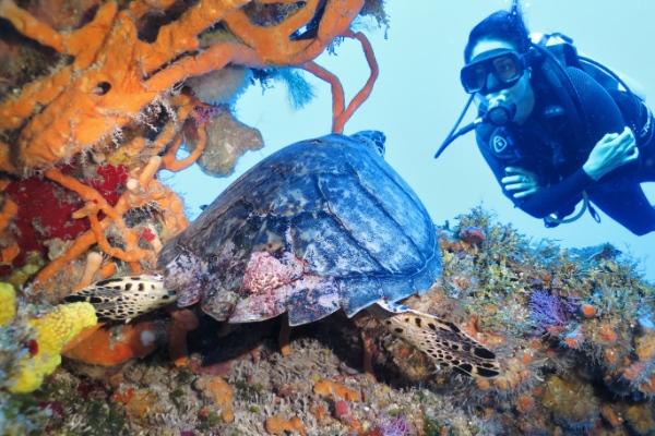 Diving Pack  432  Cozumel Hotel & Resort